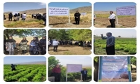 برگزاری برنامه هفته انتقال یافته های تحقیقاتی زراعی و باغی ویژه طرح جهش تولید در دیمزارها، در شهرستان چرداول